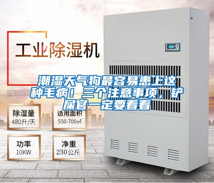 潮濕天氣狗最容易患上這種毛病！三個(gè)注意事項(xiàng)，鏟屎官一定要看看