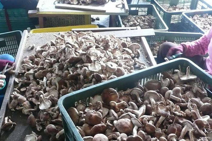 香菇烘干機(jī)專注蘑菇低成本智能烘干！_重復(fù)