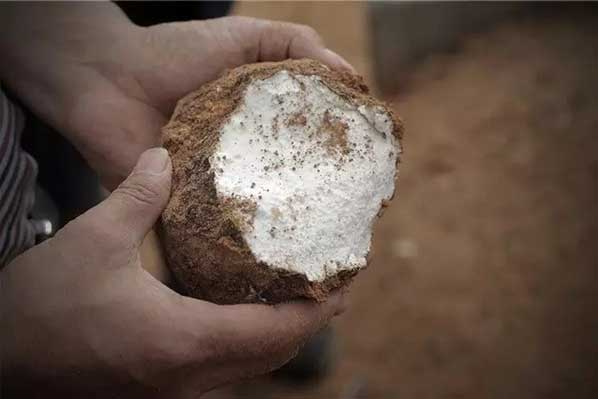 茯苓干燥易碎裂吸濕怎么辦?茯苓烘干機助力企業規模化生產!